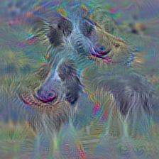n02106030 collie